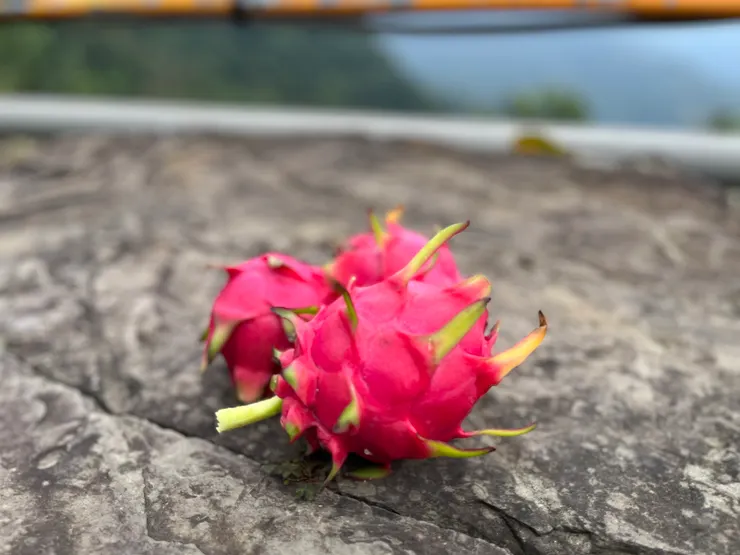 營主的愛心火龍果