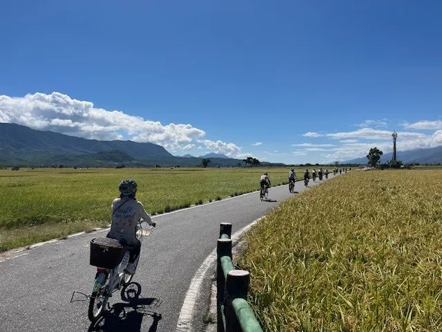 金色稻浪，本周過後就收割了