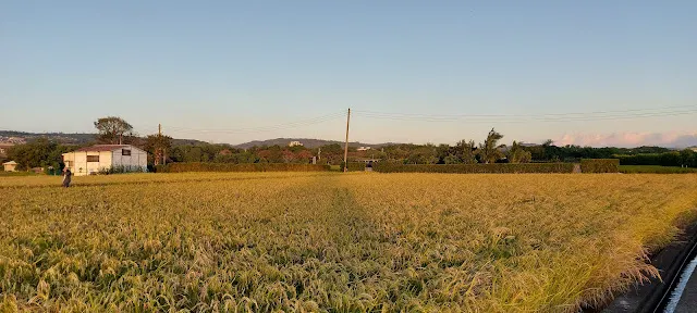 住家社區外面美麗的稻田