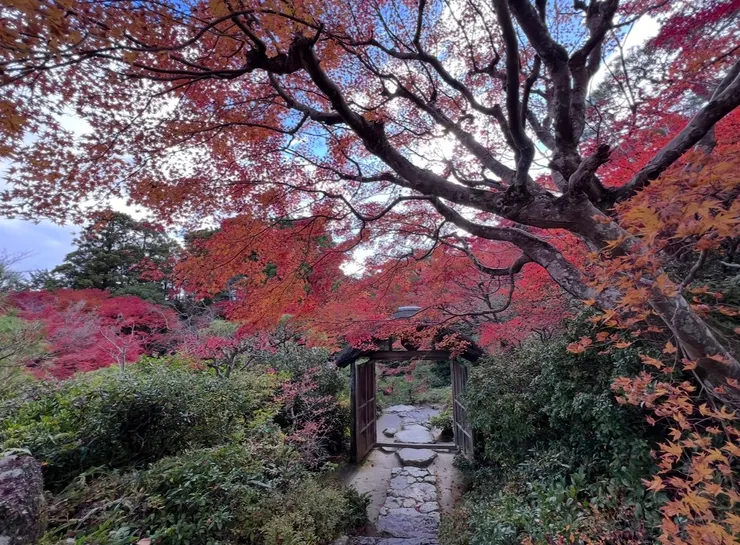 拍完近照後，覺得拉長鏡頭的畫面也很有味道，太難取捨了，通通放上來
