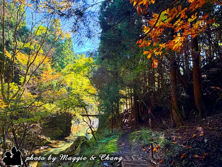 沿途欣賞溪流、古木與落葉，感受古道的幽靜與原始魅力。每個轉角都可能出現驚喜景色