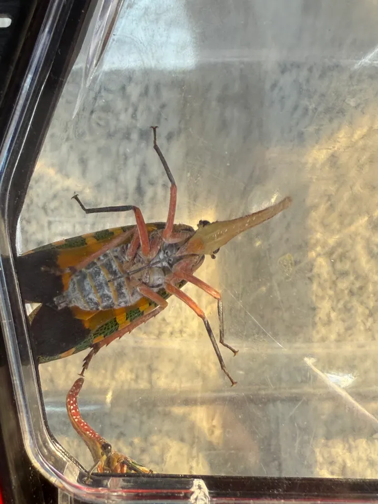 2026/03/22 長鼻子蟲