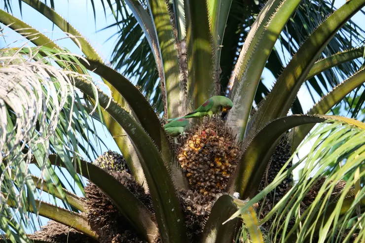 很吵的Alexandrine Parakeet