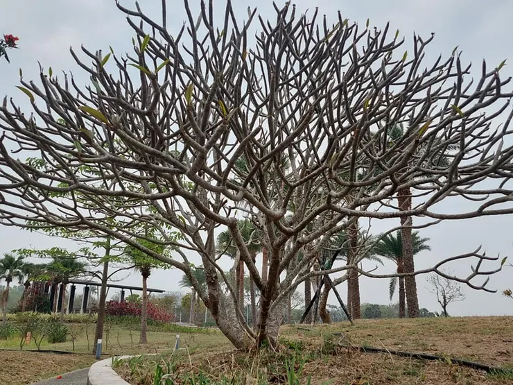 大部分的雞蛋花品種屬於熱帶植物 ,在台灣冬天基本上都會落葉進入休眠,成為一樹光禿禿的樣貌,繁複的枯枝有如鹿角。