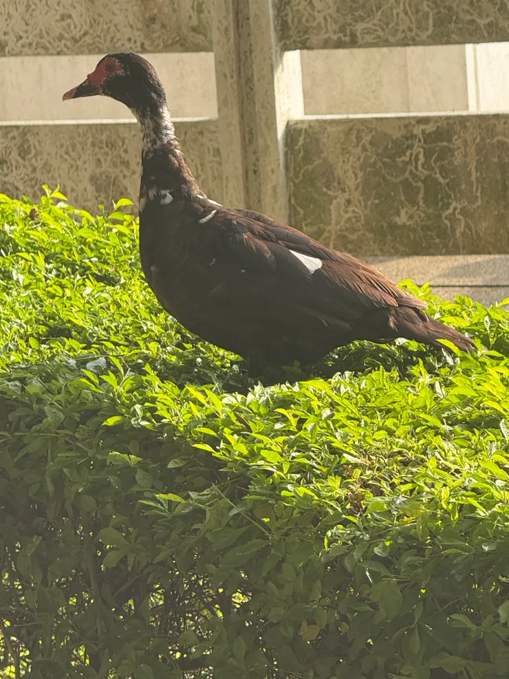 2025/09/10 硬要坐在小樹上的鴨子