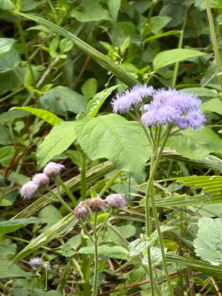 這不知道是什麼花