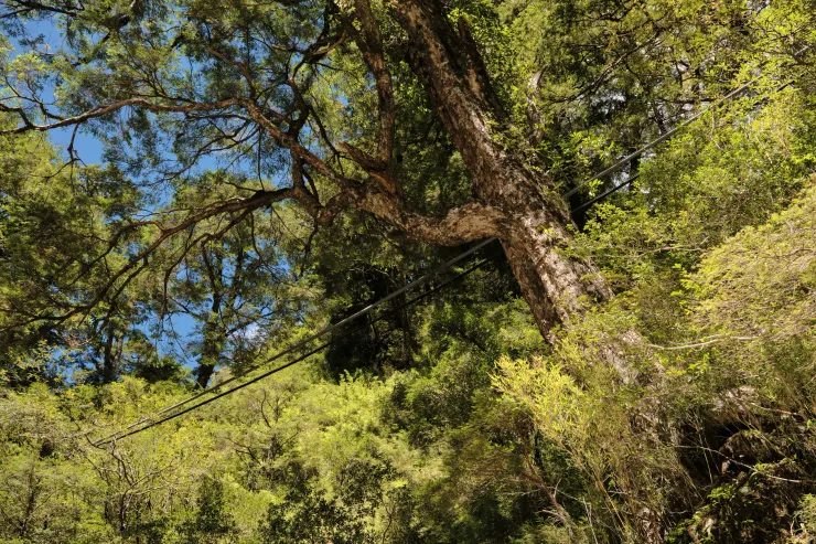 飛在天上的水管