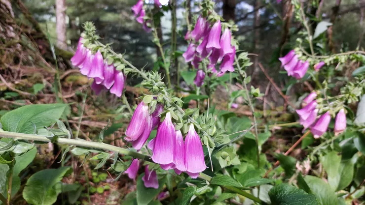 林道沿途遍佈艷麗的紫紅毛地黃