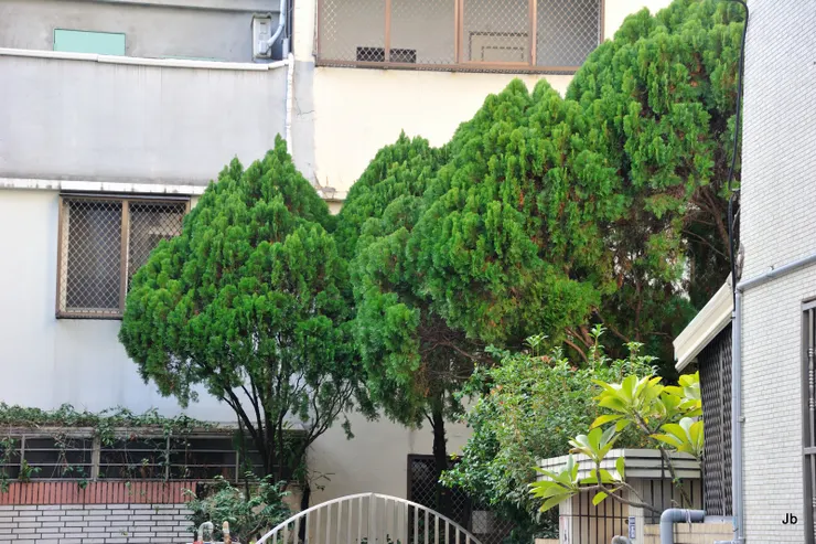 2022年1月，已決定翻新舊居並移除柏樹，拍照留念。這是從大門外向庭院拍，最左邊那棵是最後保留 的，在庭院柏樹群中，它頂多是「中等之資」。