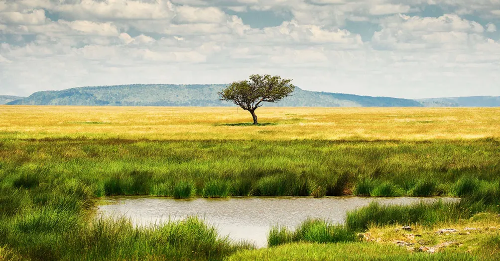 Tabby的寬闊之地