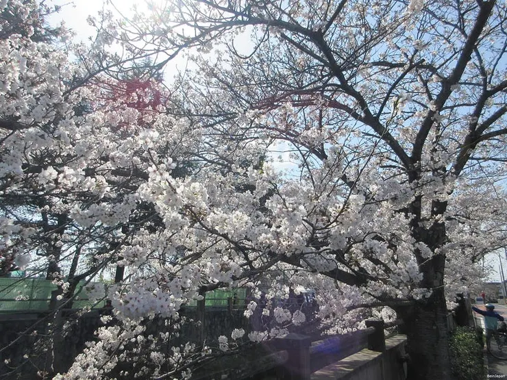 2025年真間川櫻花