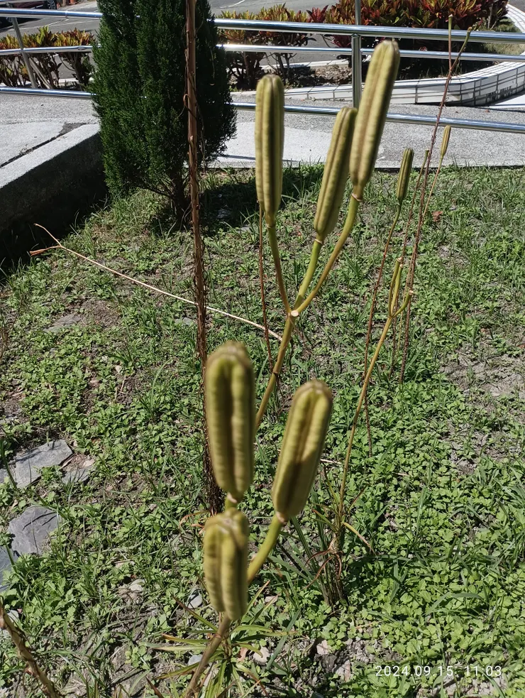 霧台鄉公所前的野百合花的種子苞，自拍攝