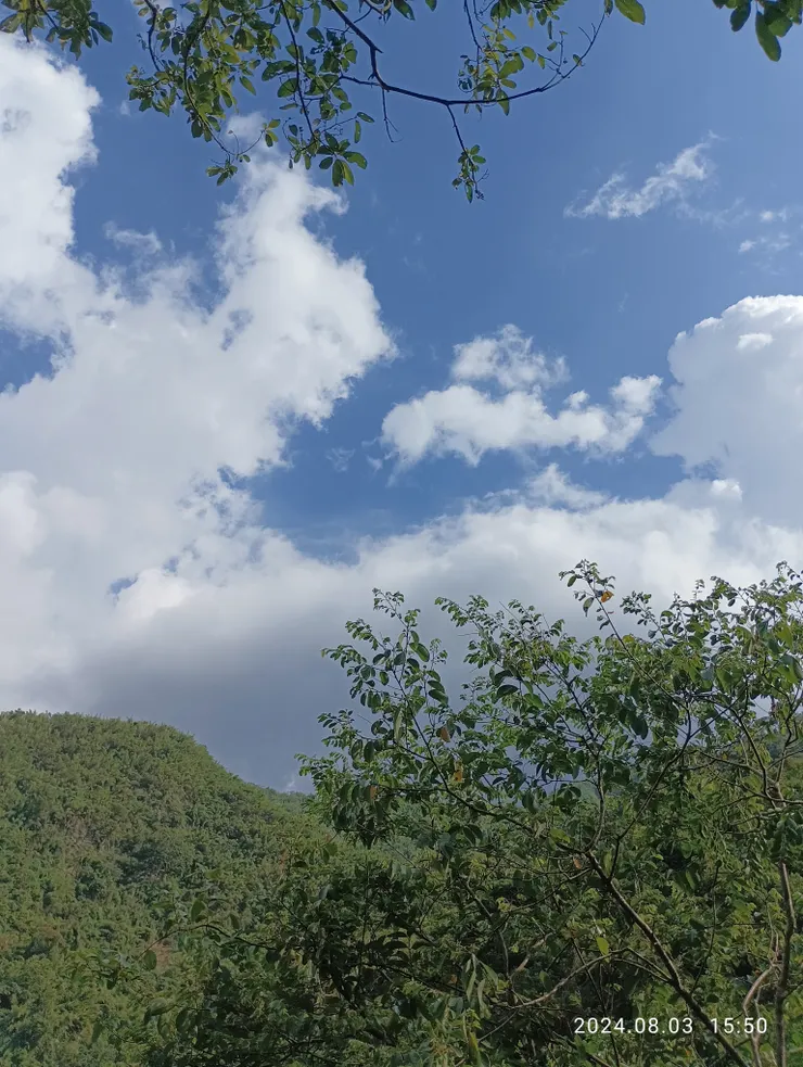 茂林