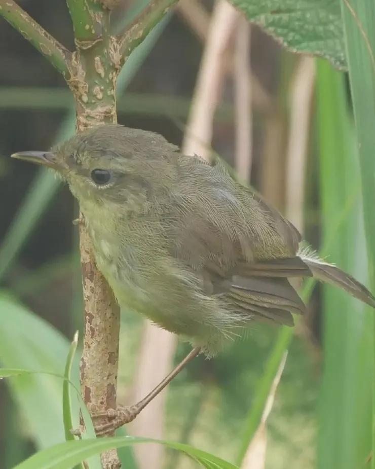 生的這麽小卻很會駡人