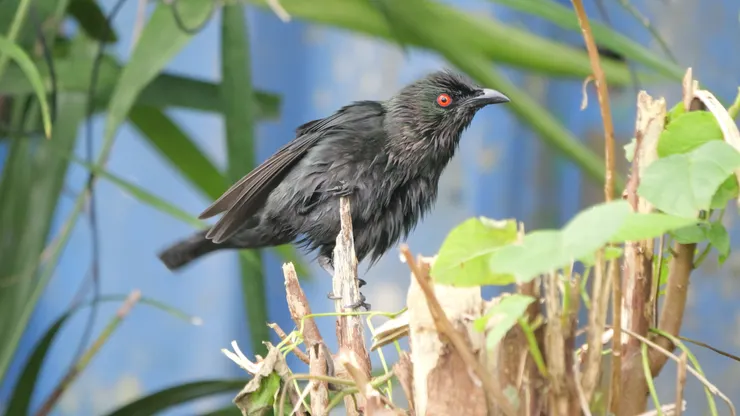 Asian Glossy Starling 亞洲輝椋鳥