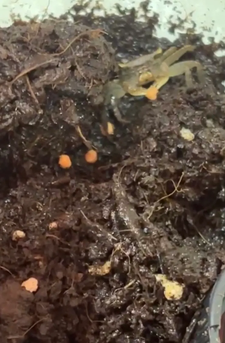 2026/04/18 飼料撕一些下來