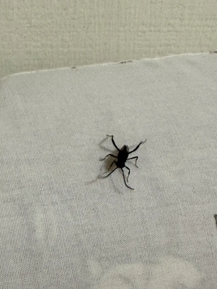 拍攝於 2025/6/16 睡前