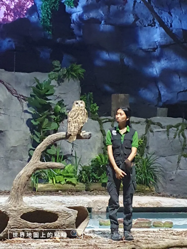 帥氣的貓頭鷹頭轉展示