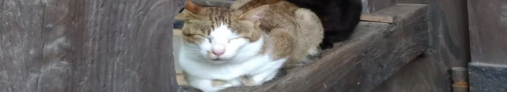 楓野天塵的沙龍