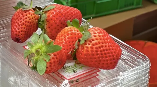草莓籽的孔洞很大，像泡水發脹一樣，這種要丟jam tray。