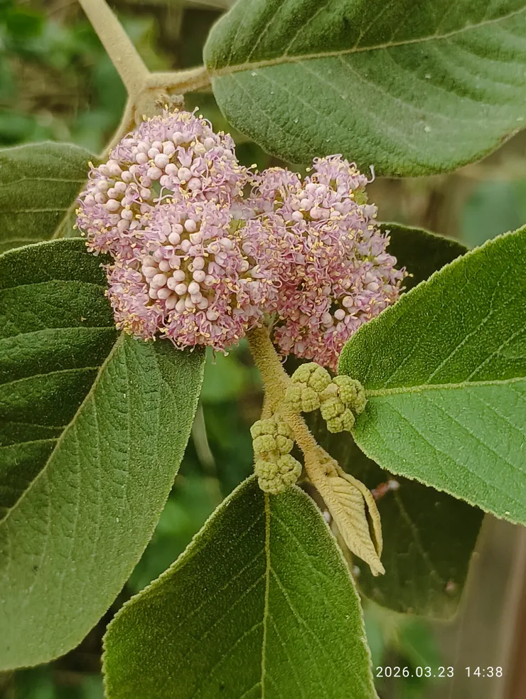 杜虹花，上回見是在牡丹高士佛鳥居旁