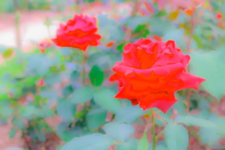 布雷尼宮的玫瑰園一景