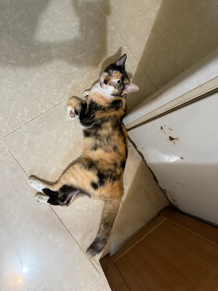 7/1 6:16 小雲 廚房門口 右邊 休息