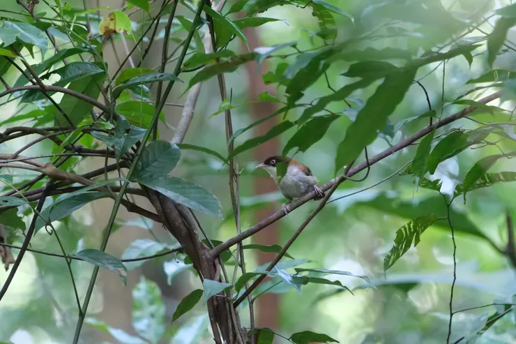 Dark-fronted babbler