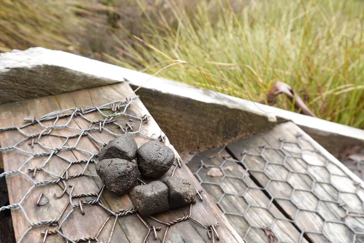 袋熊的便便是方形的，非常神奇！