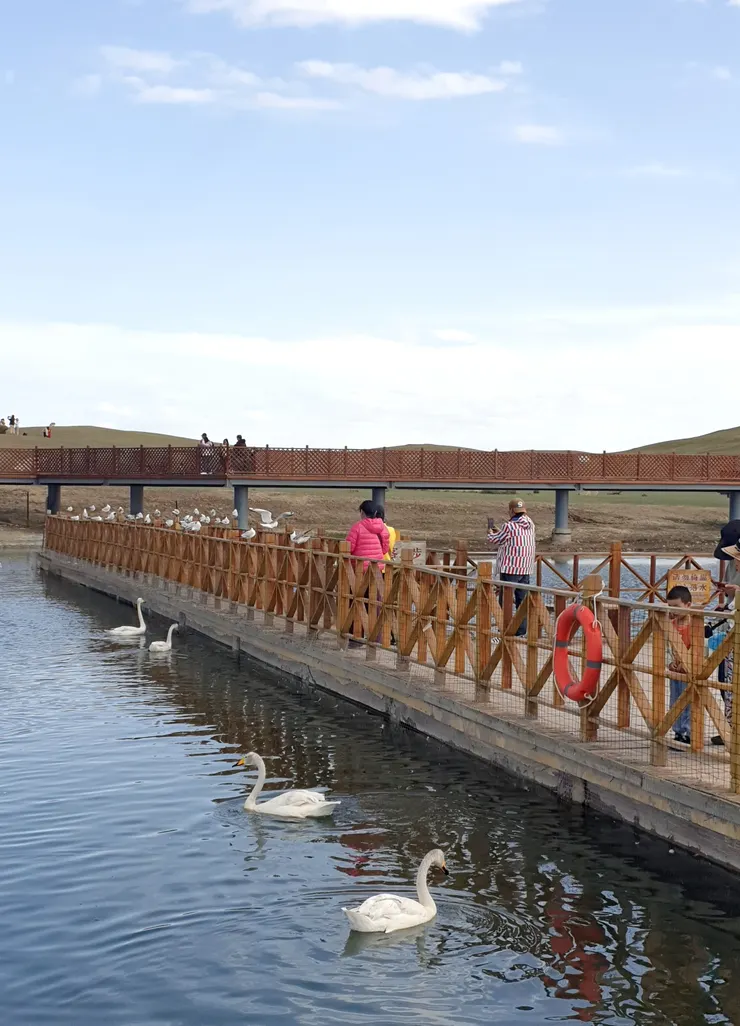 天鵝游水就是那麼優雅，讓人不禁悠閒起來