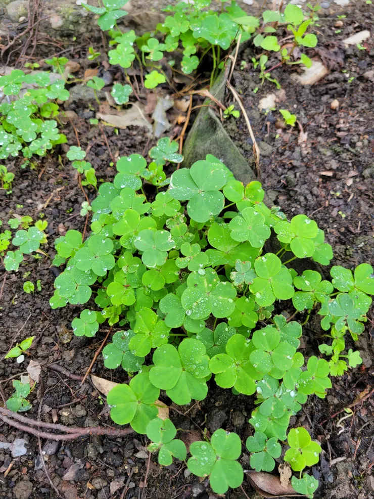 幸運草是你是我