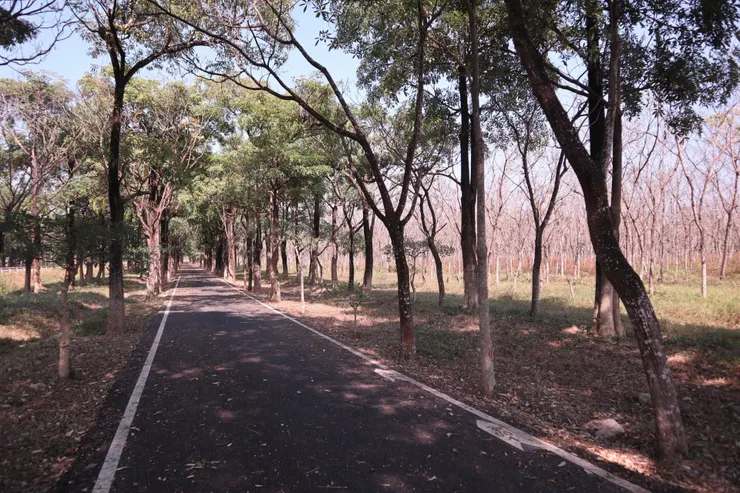 與車道兩旁對比，東側無枝葉的樹群顯得靜謐卻寂寥