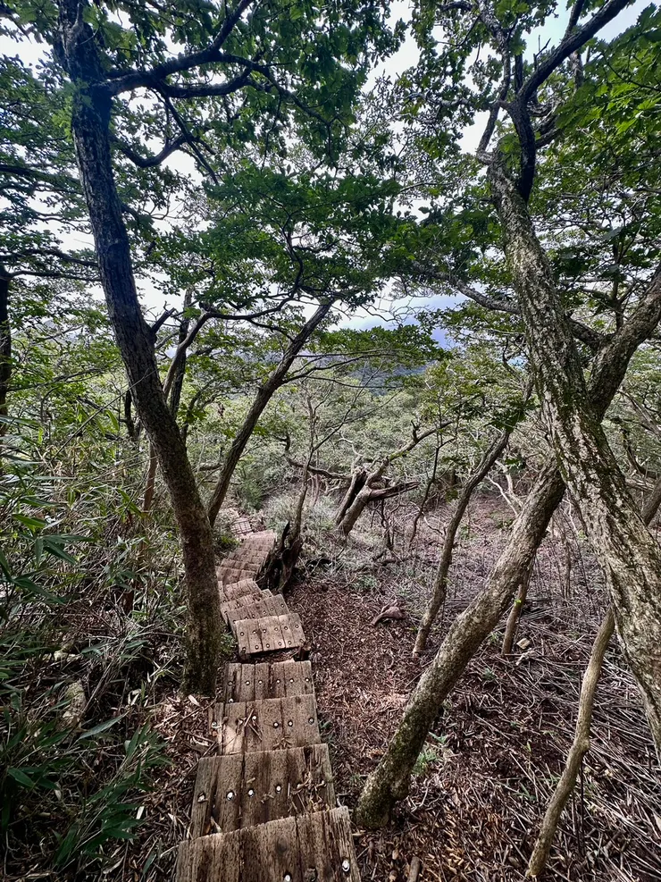 木階與林徑交錯