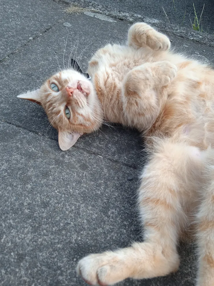 我每次都會忍不住躺下滾滾滾,撒嬌!