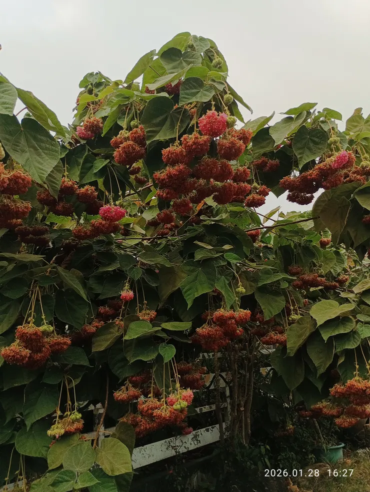 不如憐取花情韻