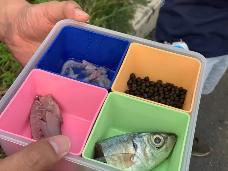 難得有機會也學著怎麼餵食魚