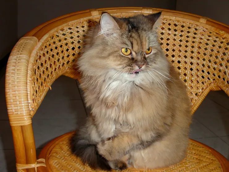 金吉拉Queen原是妹妹的寵物(李建崑攝影)