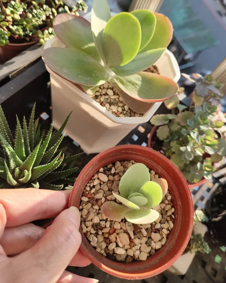 唐印也是靠長側芽比較快繁殖，夏天葉子會比較綠