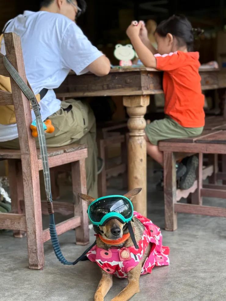 米豆休息等我們玩手作