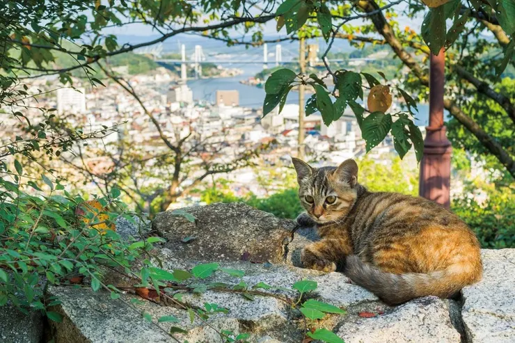 貓咪・坡道・商店街！帶著相機去「尾道」旅行吧｜絕景日本