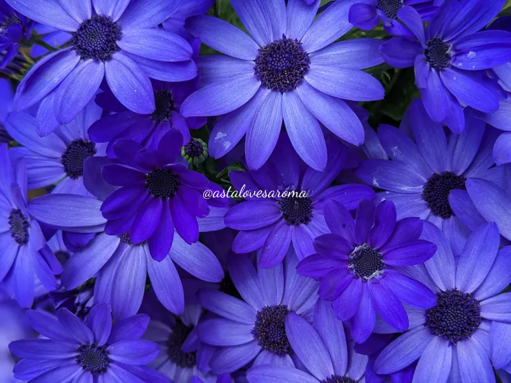 炫目的藍紫色瓜葉菊