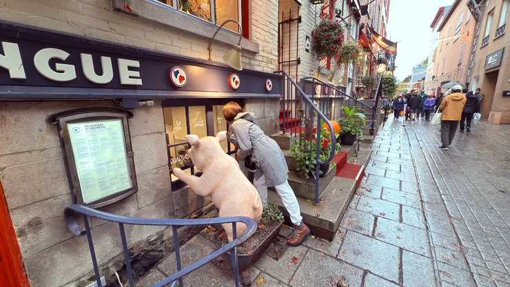 豬豬在看什麼啊？