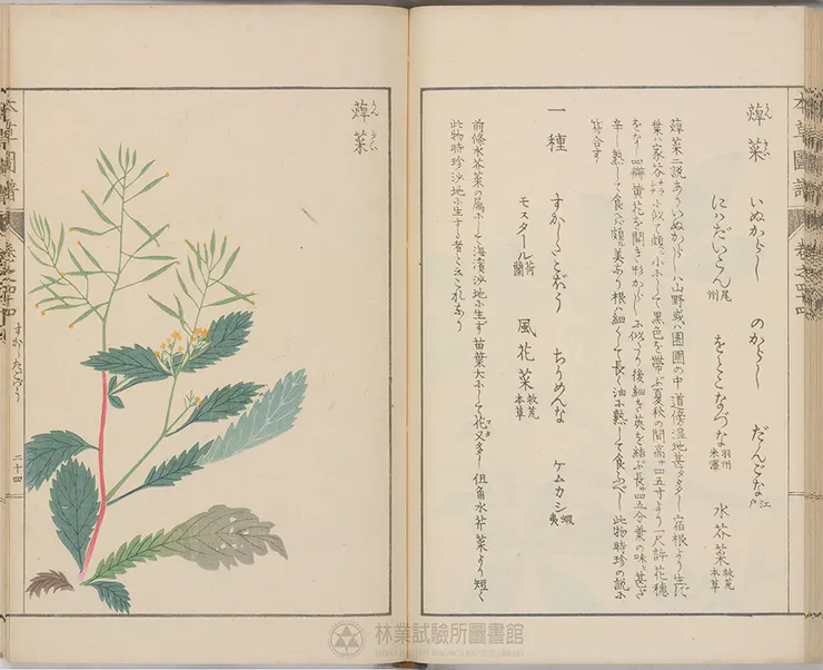 日本《本草圖譜．蔊菜》