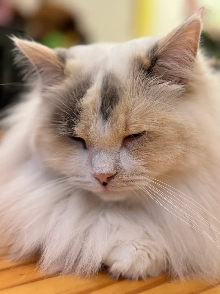 貓咪貴族,毛超長但照顧得很好