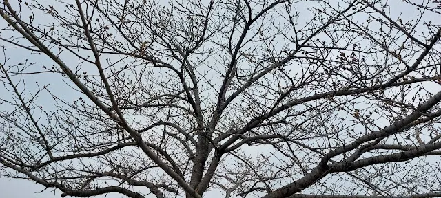 樹上滿滿的花苞等待著溫暖天氣到來