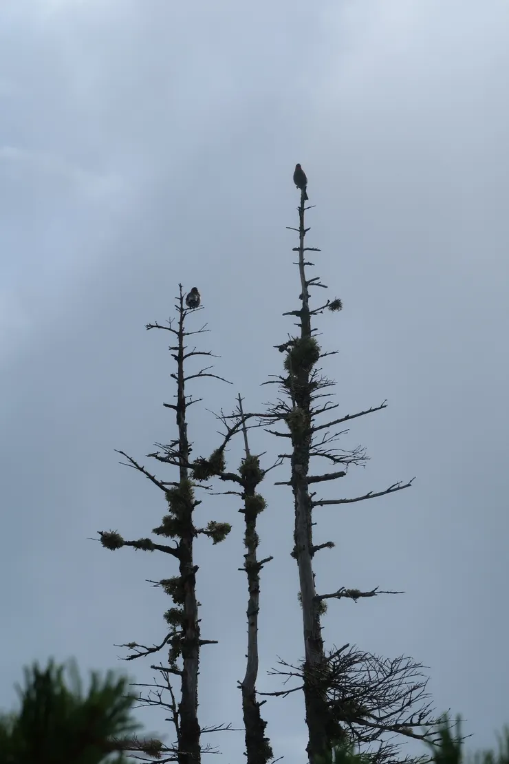 聽得頭上鳥聲啁啾，果然！