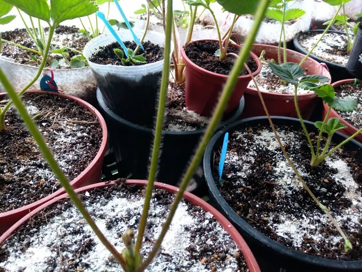 蛋殼磨成粉作有機肥料也可充當下雪景象