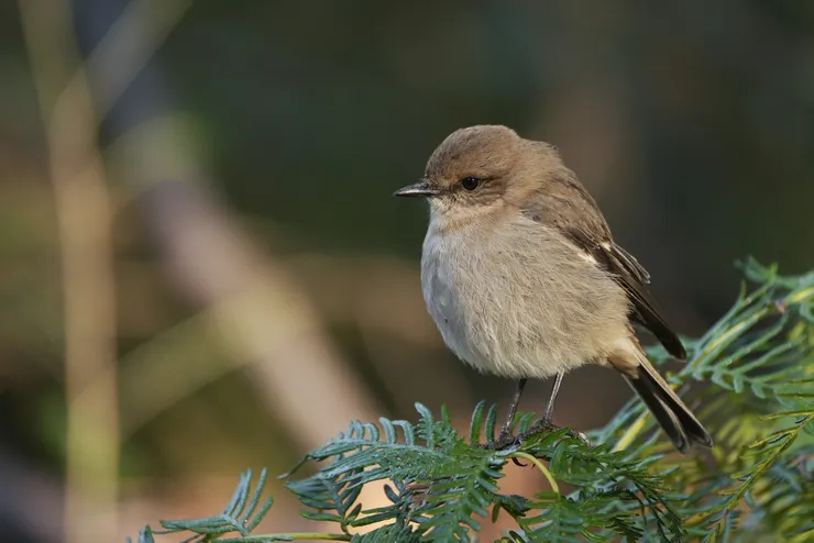 特有種 Dusky Robin