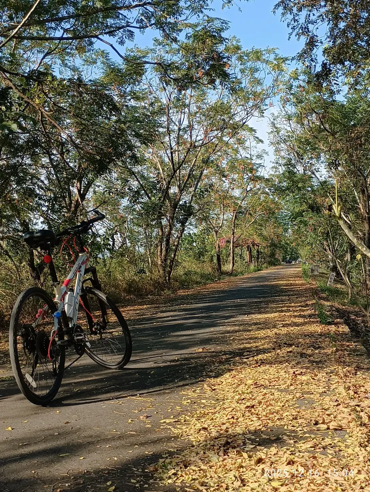 枝又怨葉不同宿