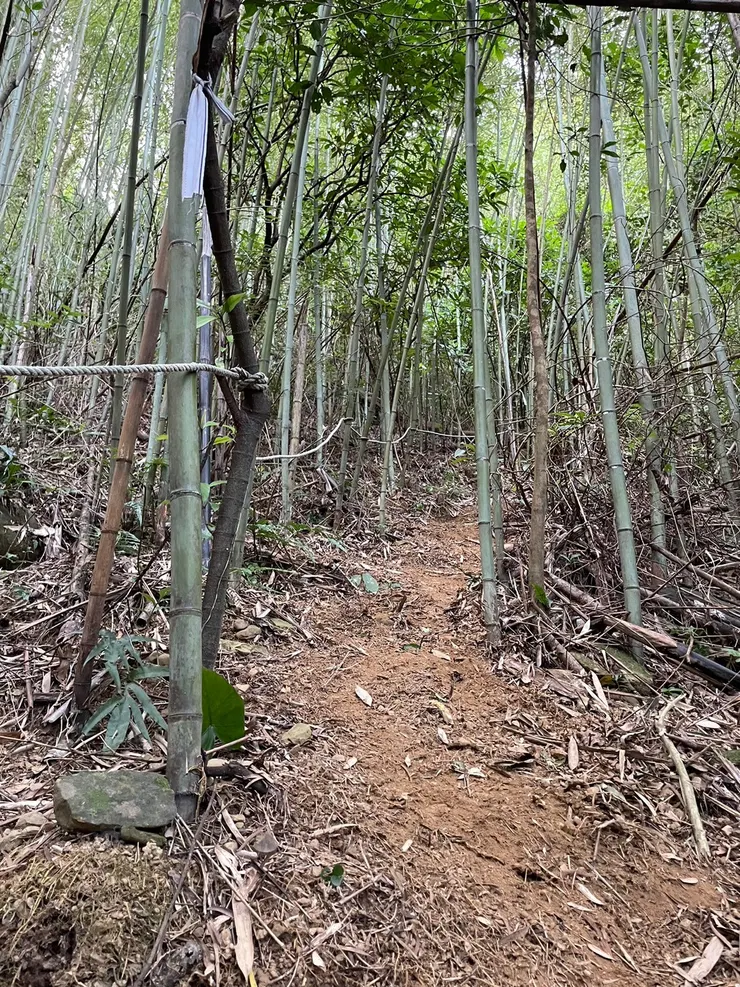 要經過很多竹林